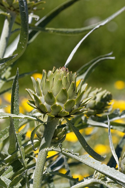 Jardin Botanique de la Bastide-049